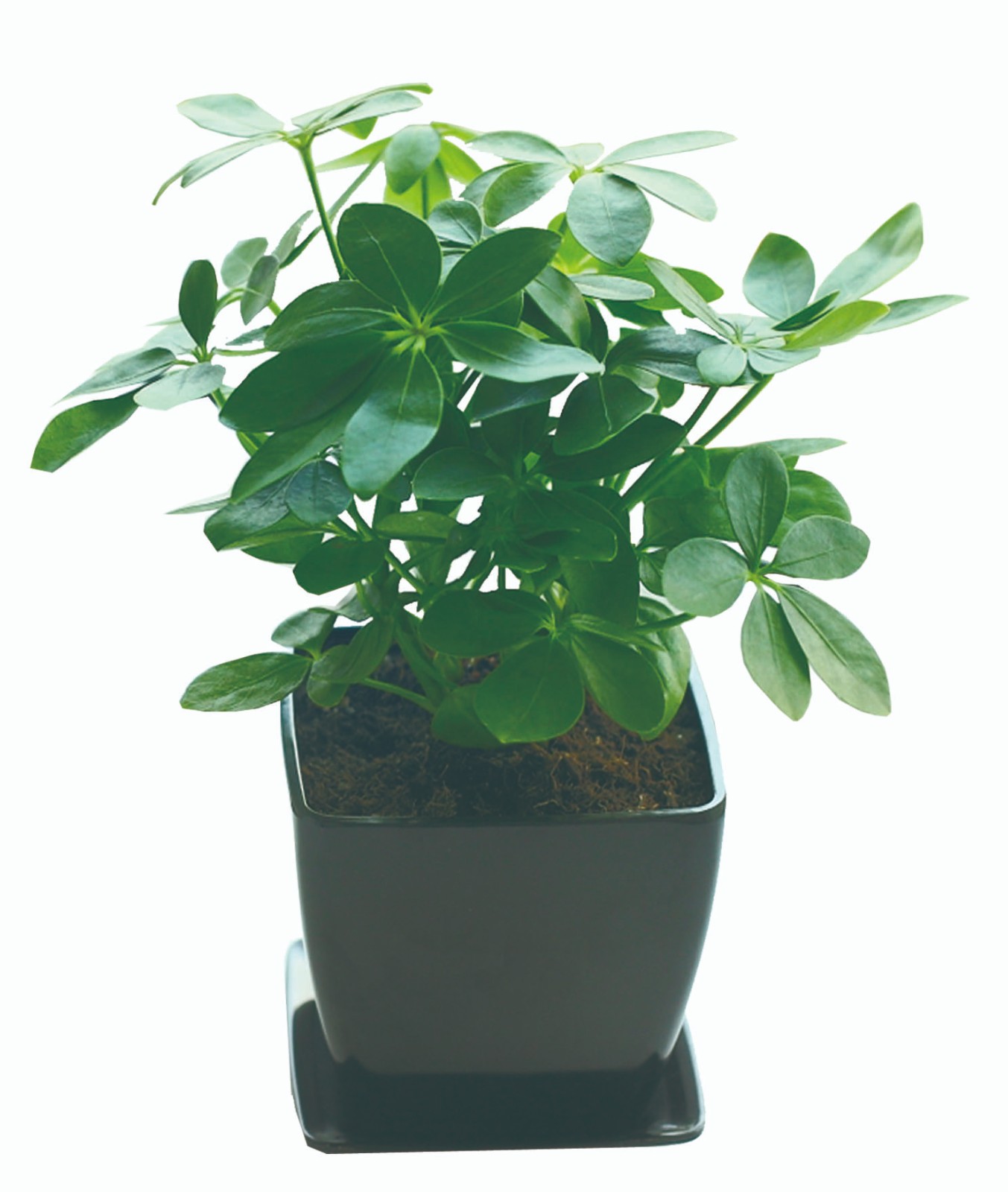 鴨腳木(mù)(小(xiǎo)).jpg 鴨腳木(mù)(小(xiǎo)).jpg