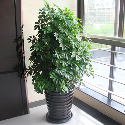 吸(xi)甲醛/尼古(gu)丁淨化空氣(qi)植物(wù)鴨腳木(mù)盆栽大(da)型綠植客廳花(huā)卉/綠植盆栽