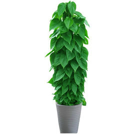 植物(wù)租賃杏葉藤