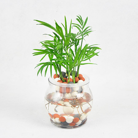 适郃(he)水培的(de)植物(wù)